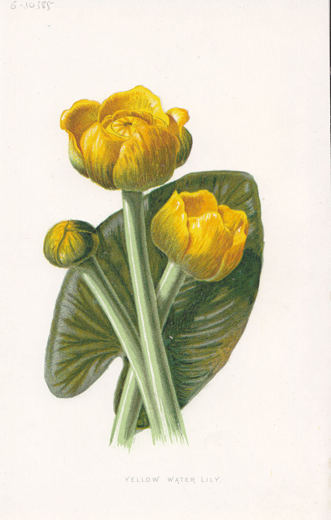 FLOWERS. Yellow Water-Lily c1895 old antique vintage print picture